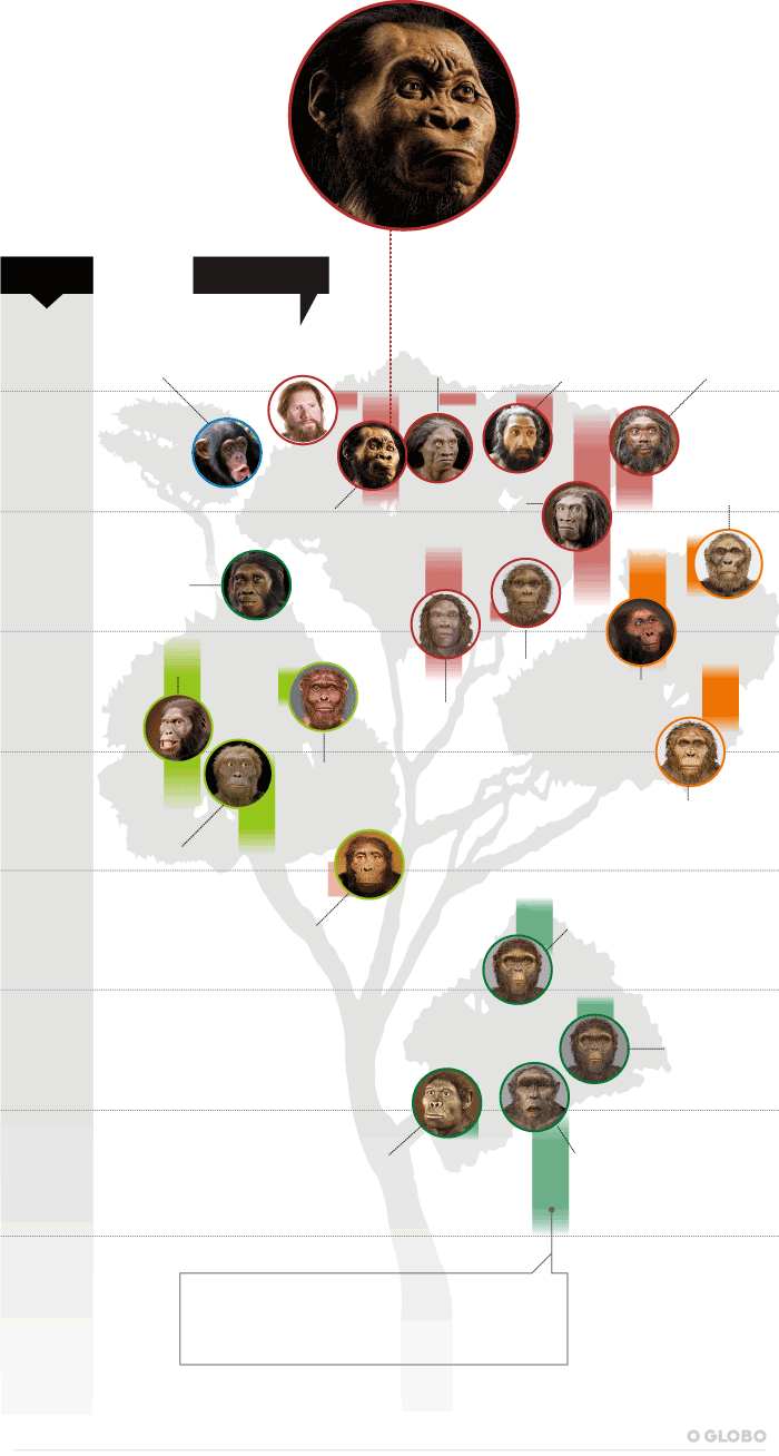 Arvore Da Linha Do Tempo Da Evolucao Humana